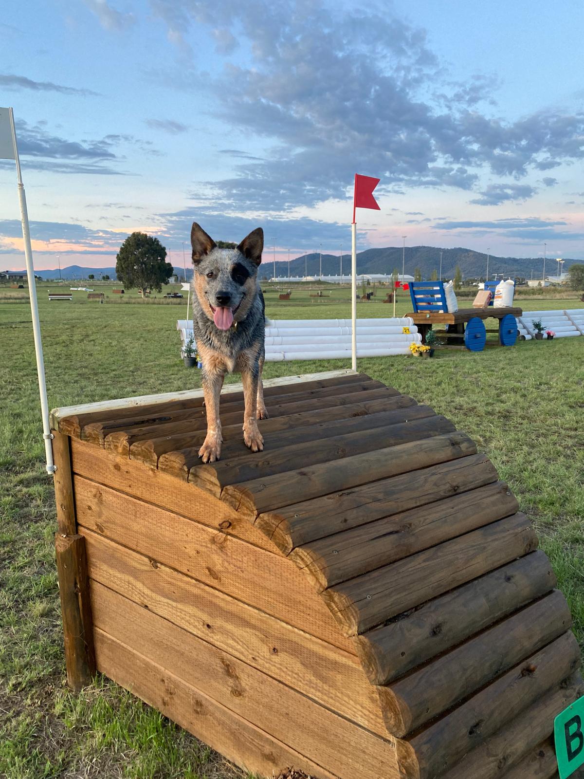 Hazel's dog standing on a cross country jump